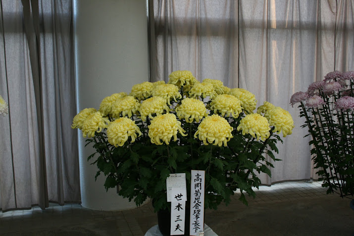 Takaoka Chrysanthemum Party President Award : Toyama Fairy Tale Forest