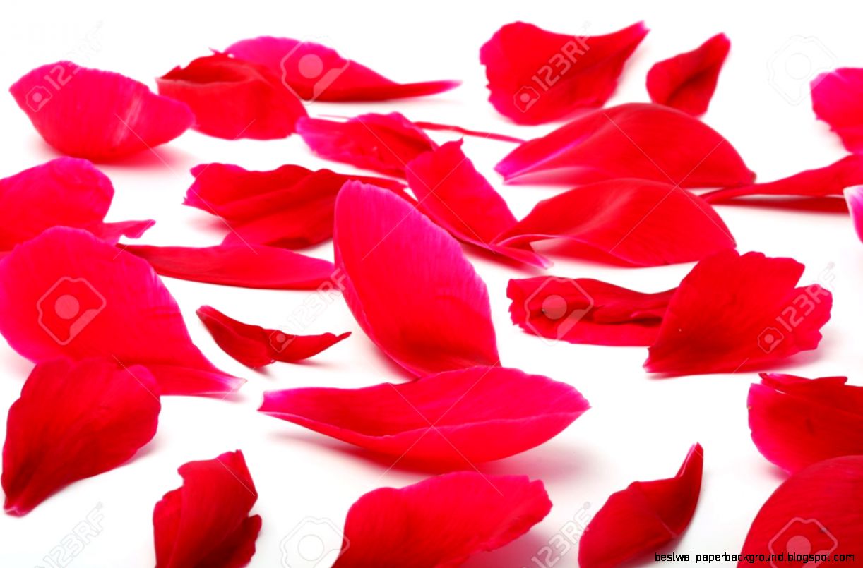 A Lot Of Red Flower Petals Scattered On A Light Background Stock A Lot Of Red Flower Petals Scattered On A Light Background Stock