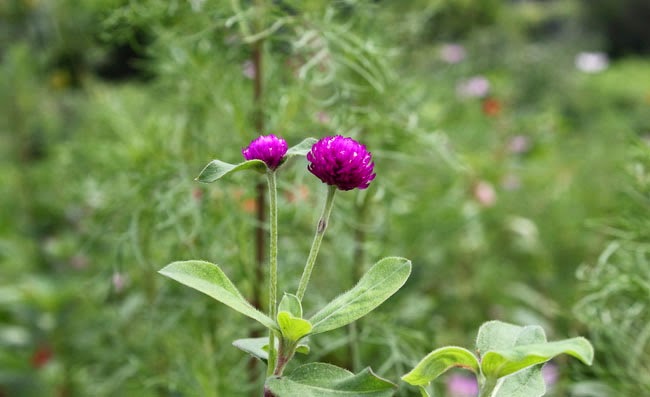 Gomphrena Flowers Pictures Gomphrena Flowers Pictures