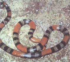 venenosas reptiles animales serpientes culebras falsa