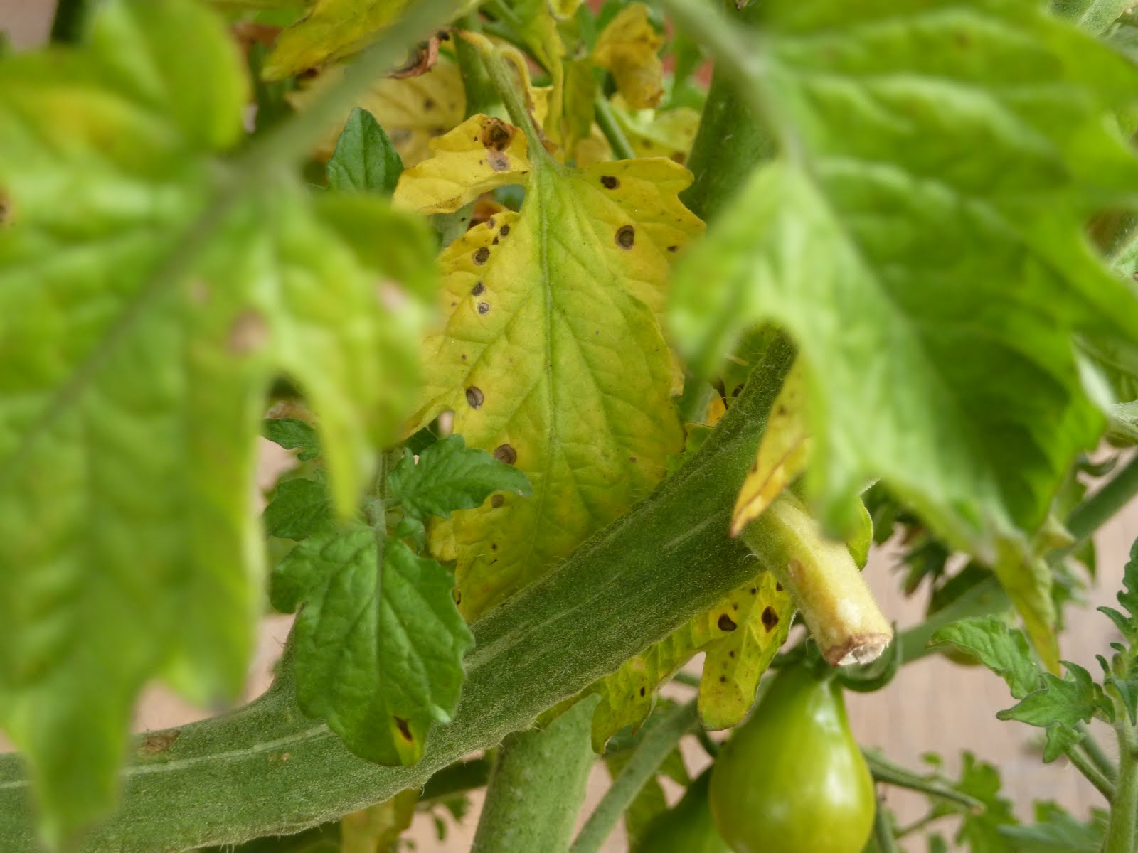 Gidget�s Garden The Fungus among us; early blight on tomatoes