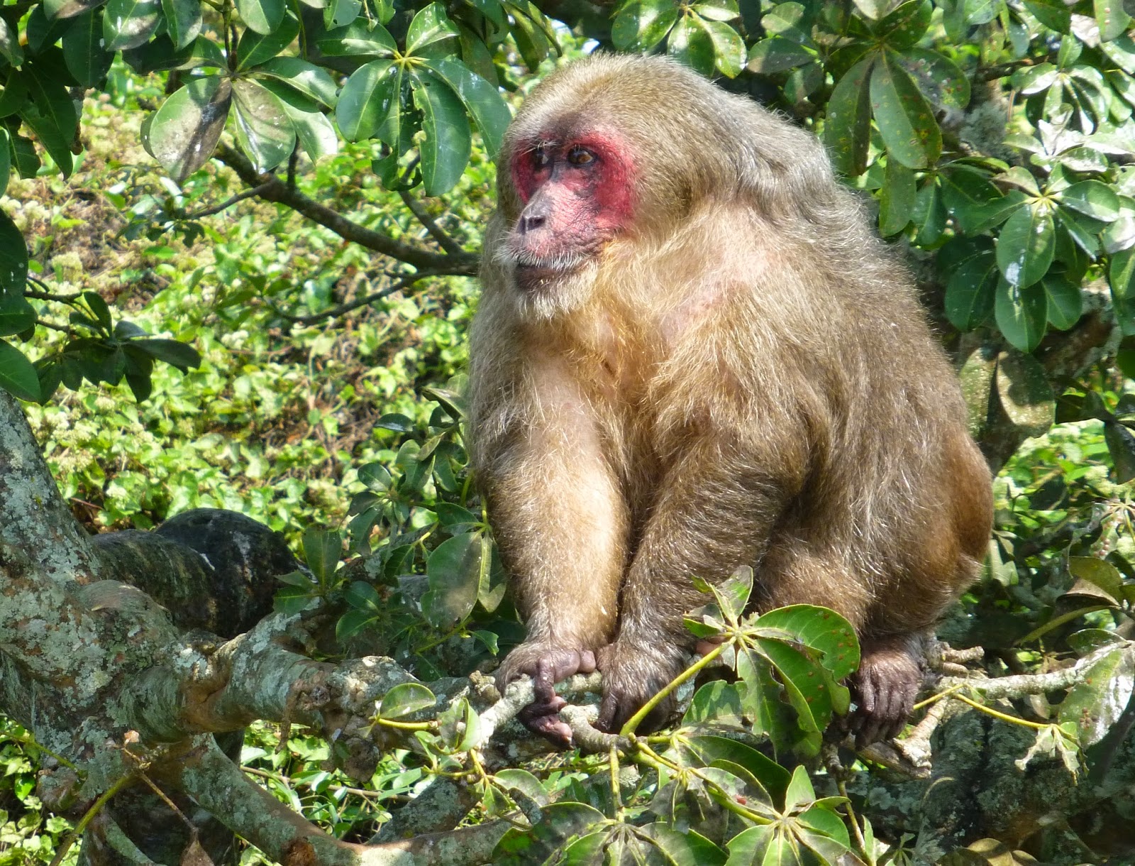 Healthy Living and Traveling in Mexico CATEMACO, VERACRUZ, MX MONKEYS