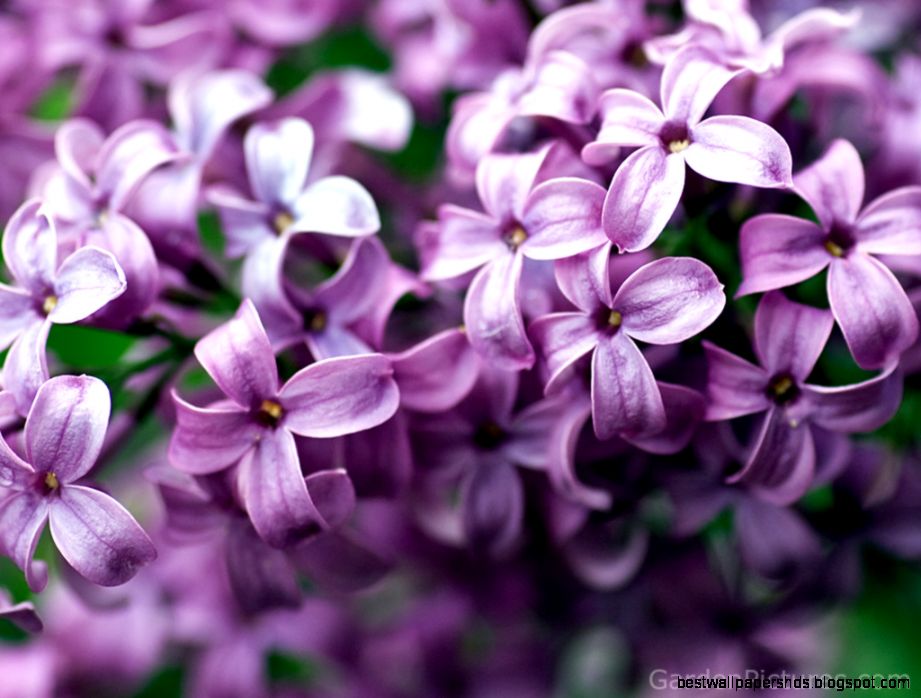 Lilac Flower Purple Photo 34733517 Fanpop Lilac Flower Purple Photo 34733517 Fanpop