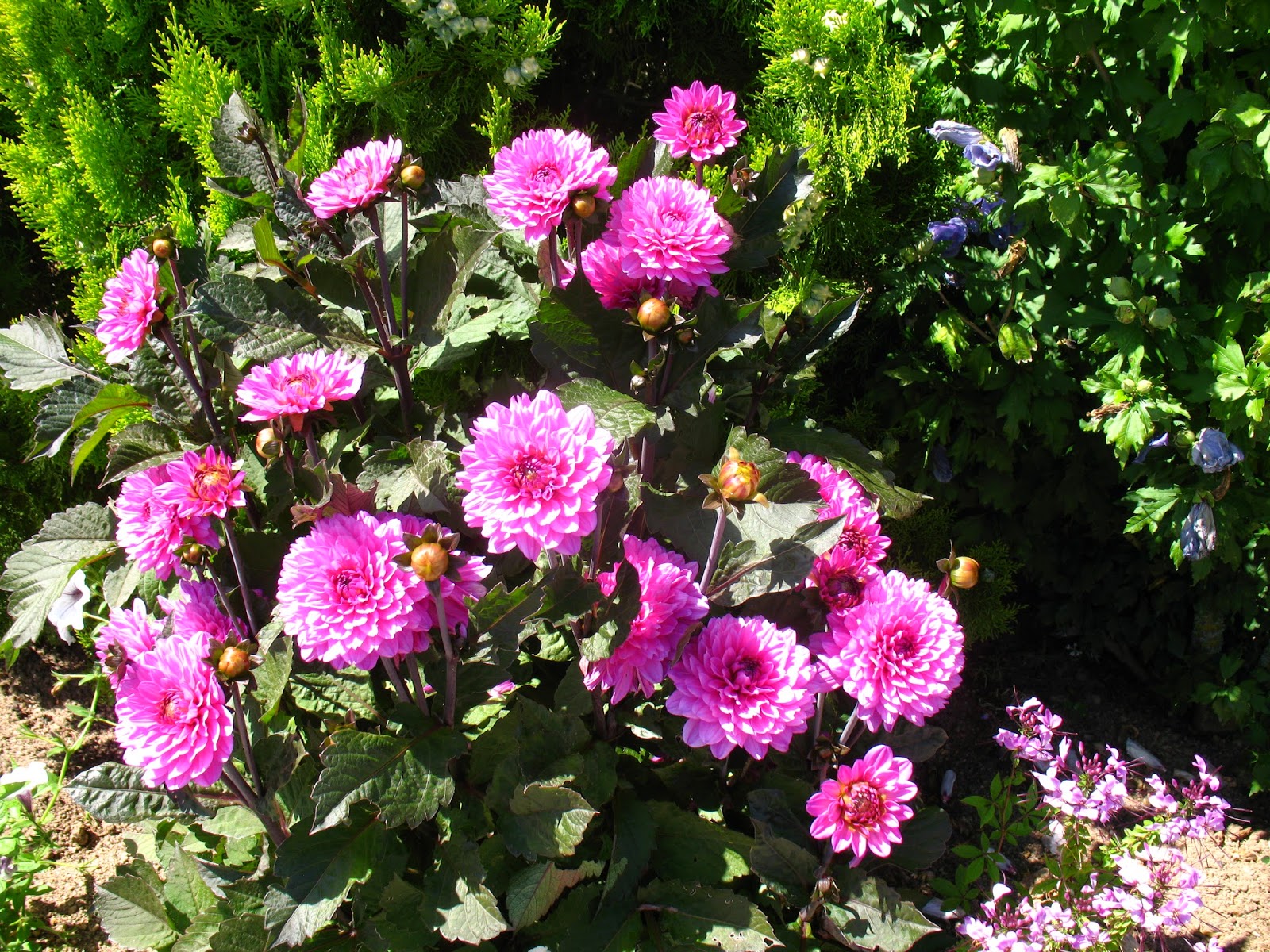 Roses Du Jardin Cheneland Hydrangea Paniculata Pink Diamond