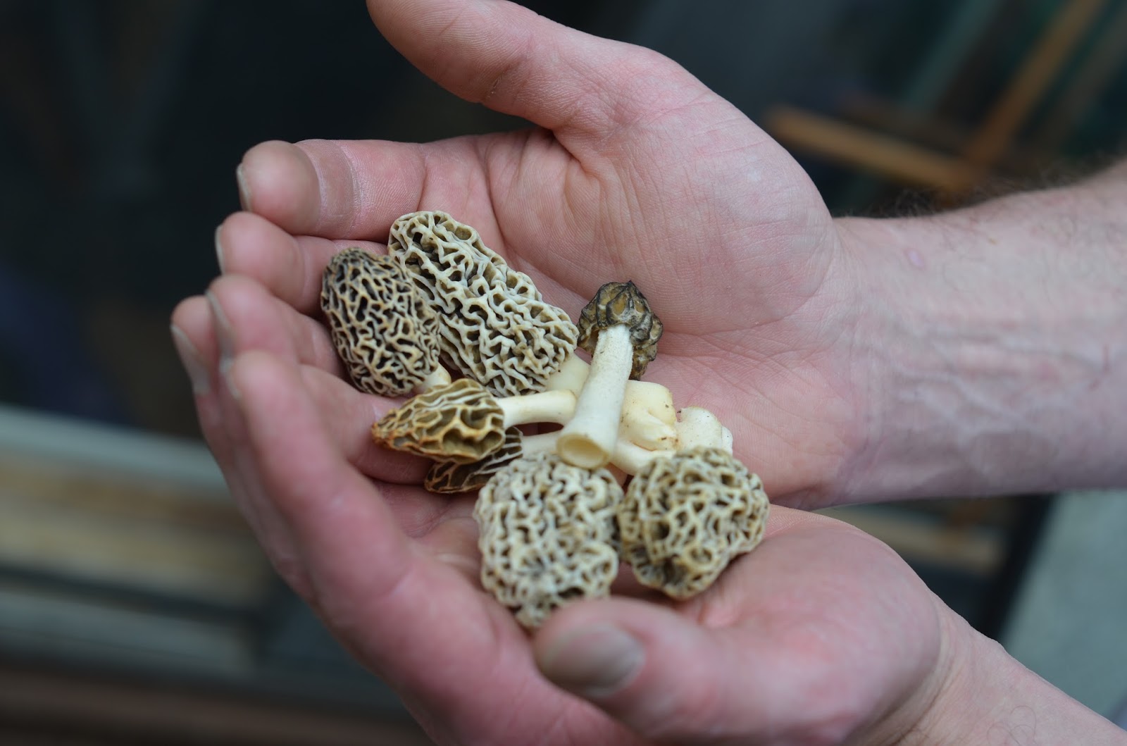 From My Hearth to Yours 5 Tips for Hunting Morels