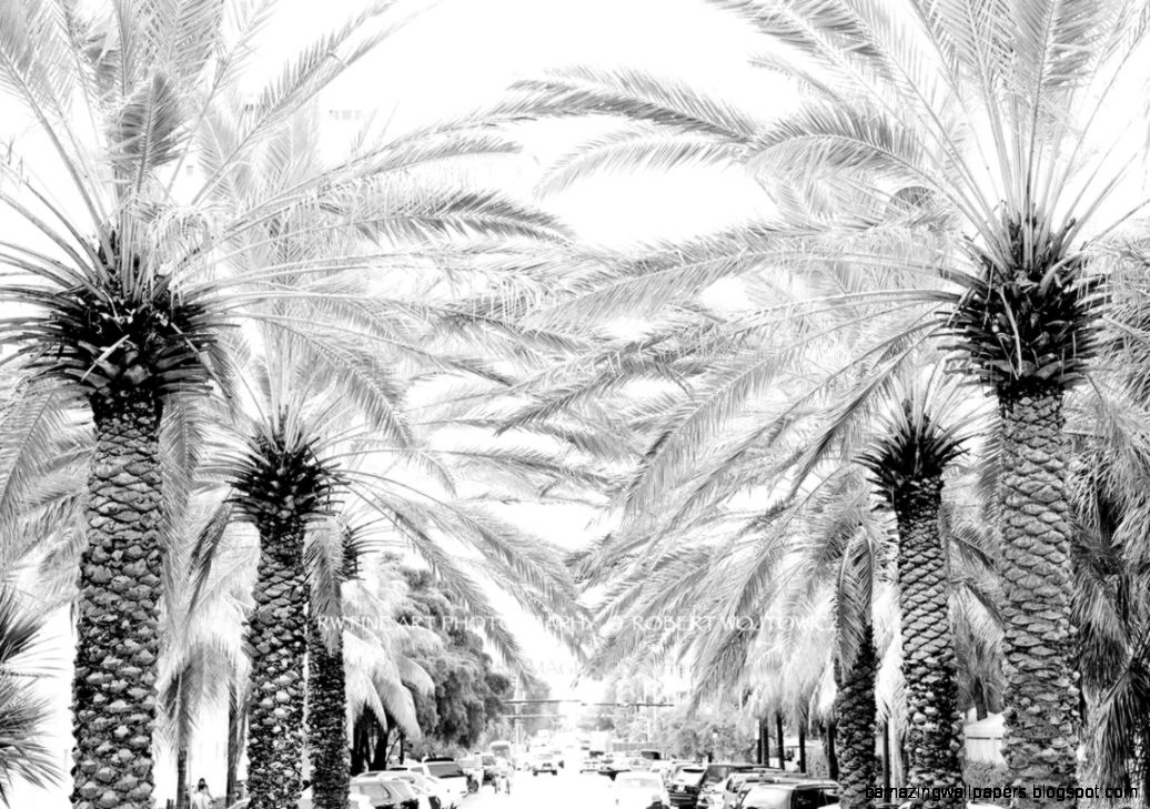 ❏ Framed Photo Canvas Metal Acrylic Print PALM TREE LINED ❏ Framed Photo Canvas Metal Acrylic Print PALM TREE LINED