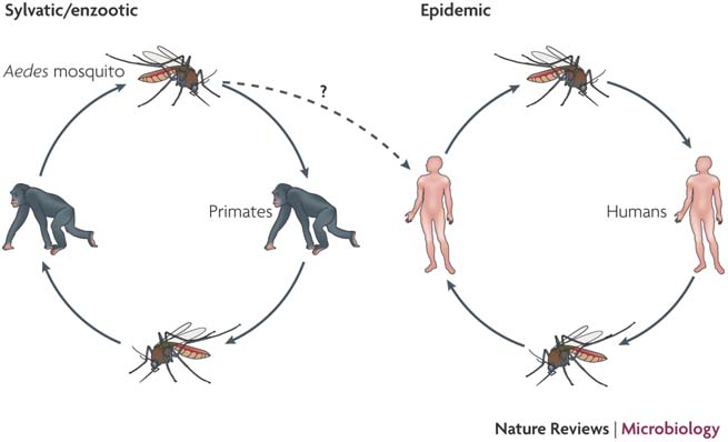 E.E. Profa. Emilia de Paiva Meira: Dengue mosquito bite diagram 