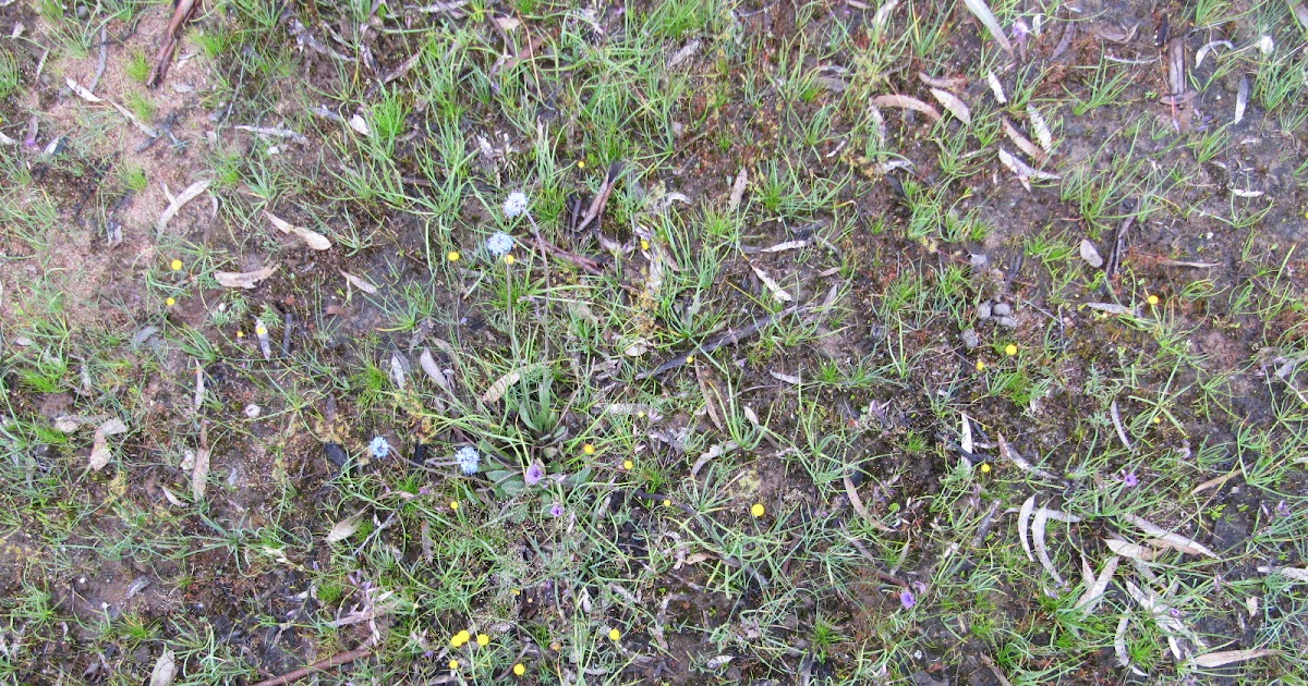 Plant Ecology Blog Offspring for the next generation
