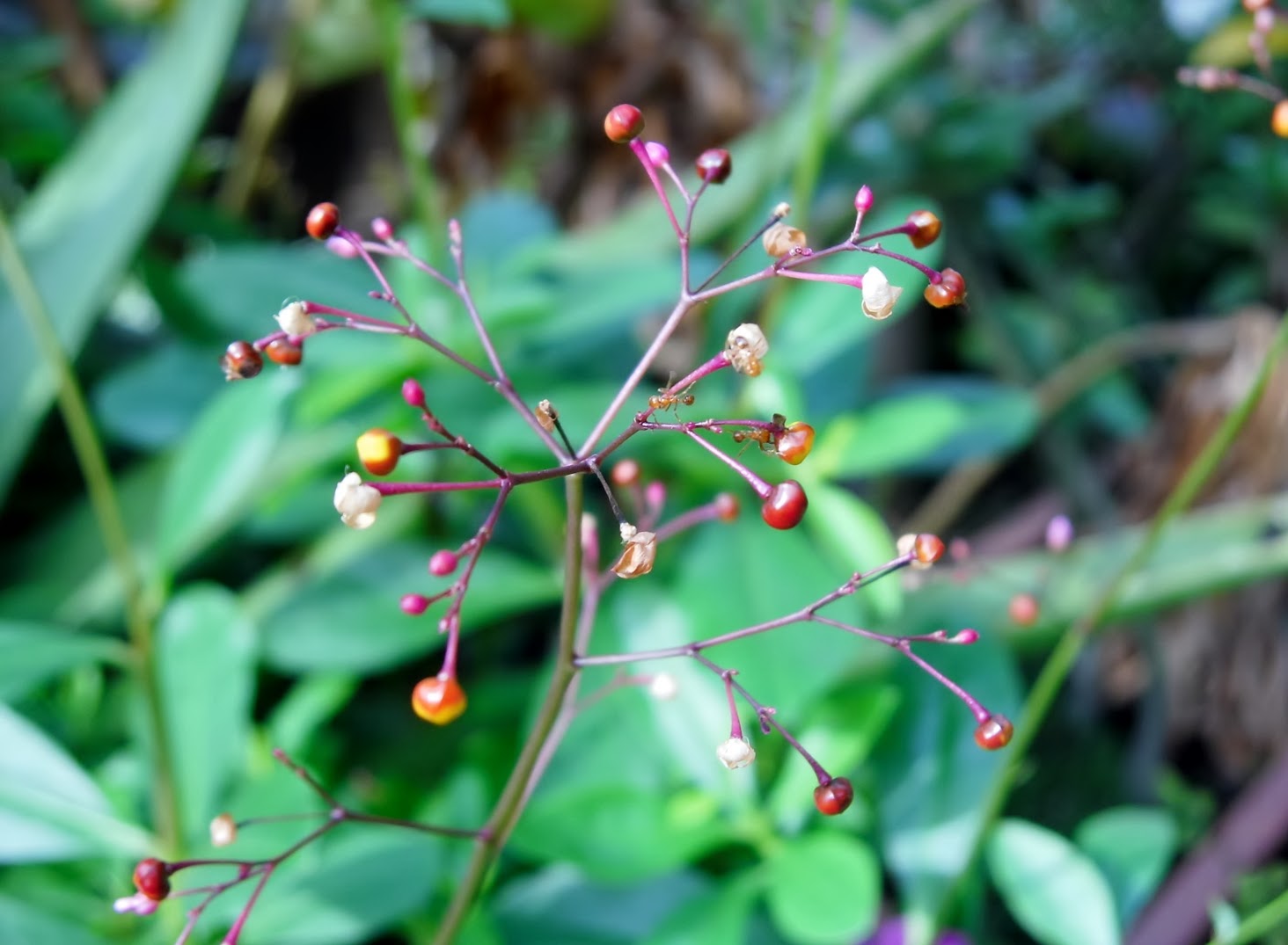 Exotic Plants in Indonesia Flowers Gallery