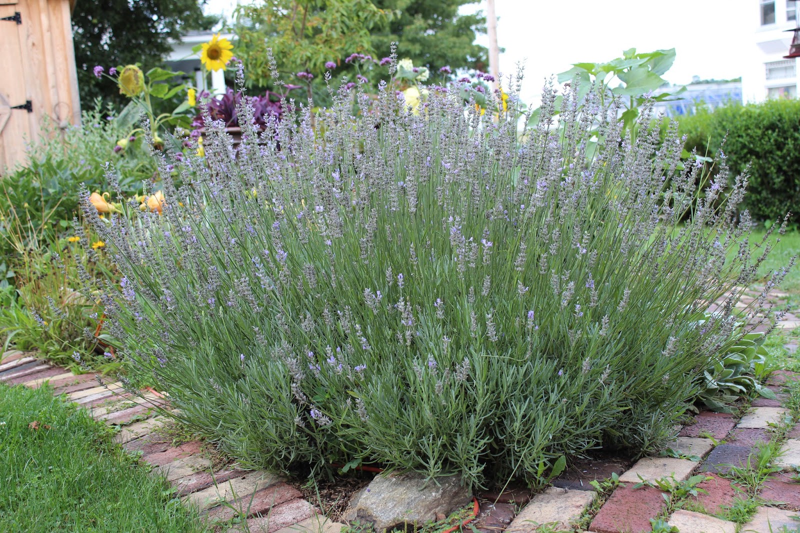 Lavender Seeds