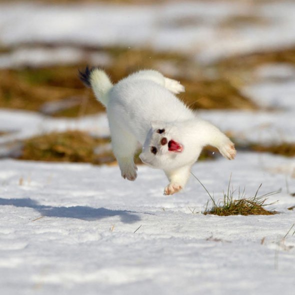 Amazing Creatures: 20 Wonderful pictures of animals in the snow