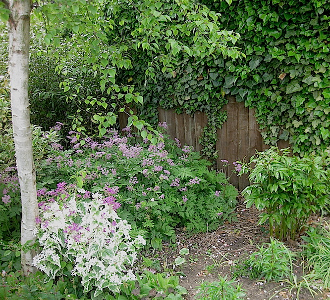 Roger Brook the no dig gardener Ichtyoselmis macrantha but it once