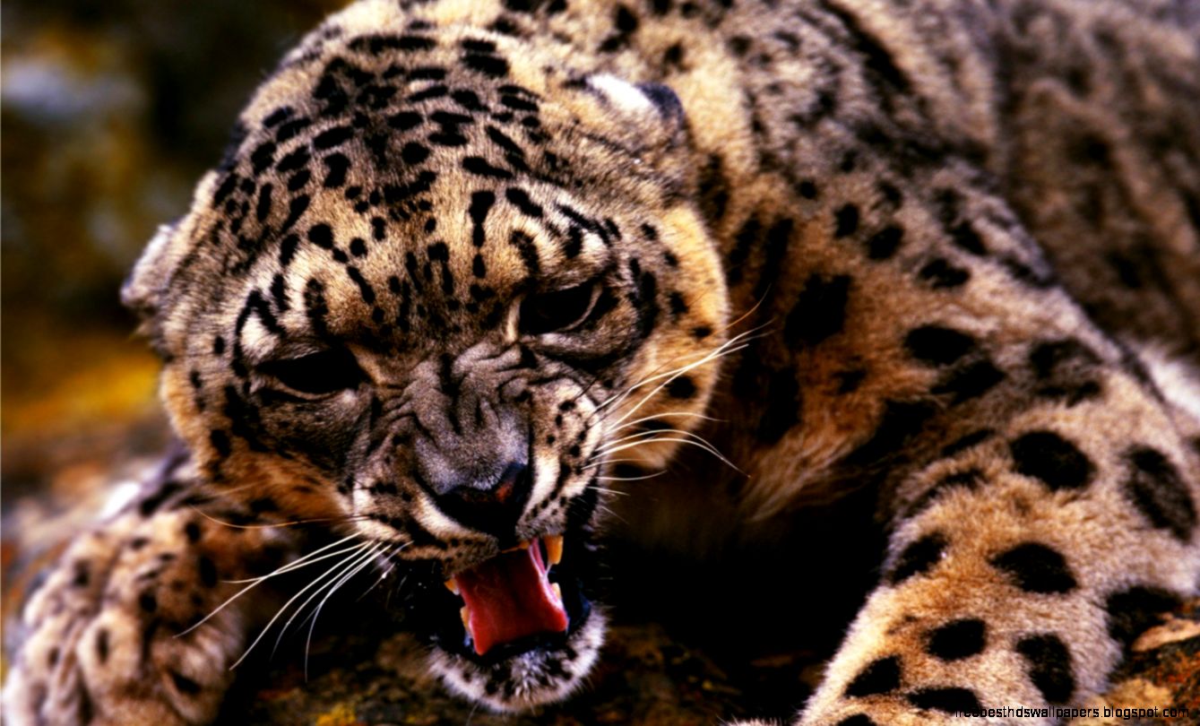 Wild Cats Desktop Wallpaper Wild Cats Desktop Wallpaper