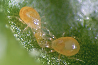 Homo agricola: noviembre 2011