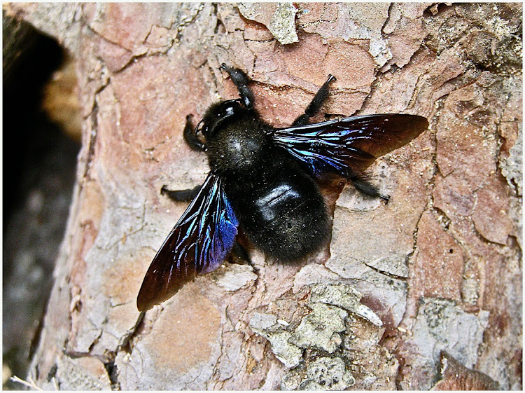 Curieux jardin Bourdon bleu