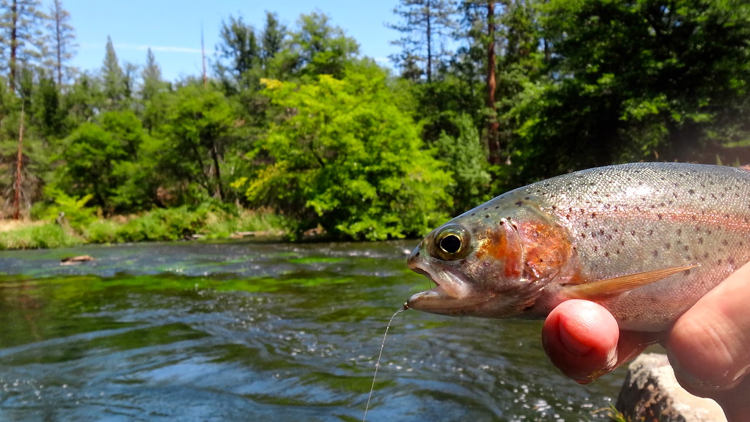 The Fly Syndicate Hat Creek California Spring Creek Fly Fishing