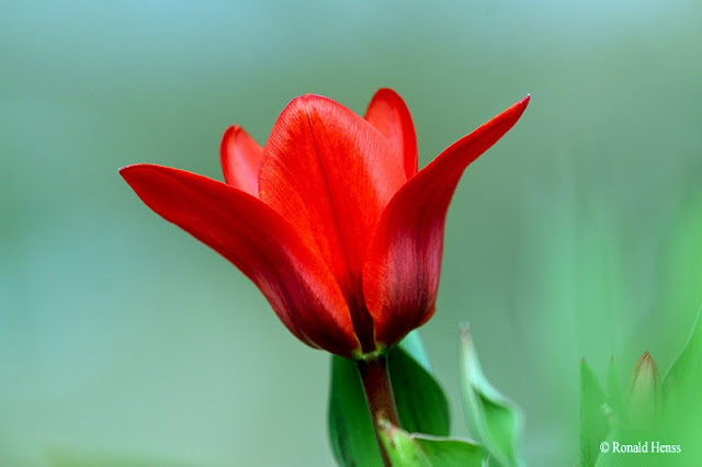Frühling Gartenblumen Tulpe