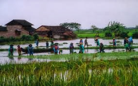 Myanmar Farmer