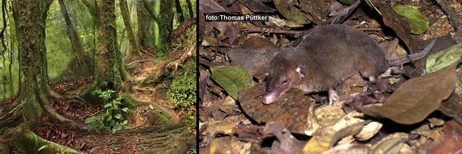 Monodelphis macae  -   vive em florestas de montanha