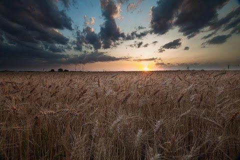 Kanas Wheat at Sunset