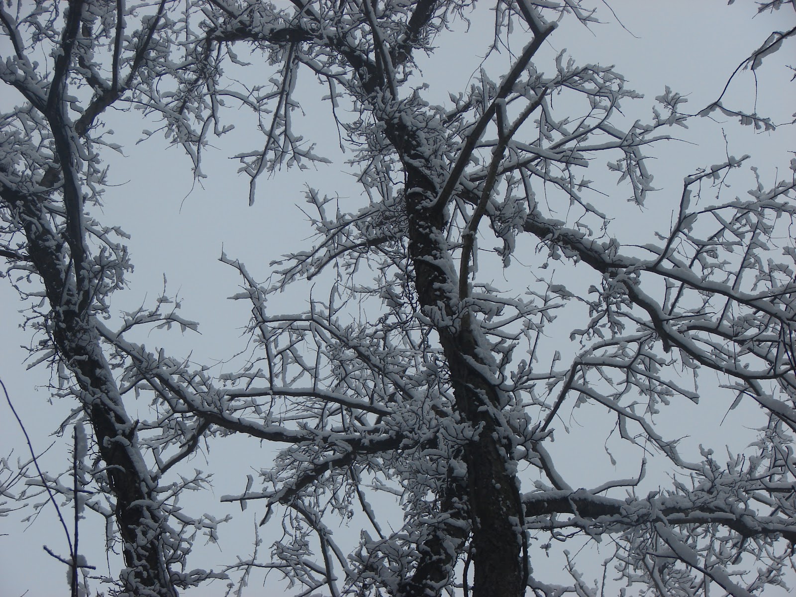 Pymatuning Photo Gallery WINTER ON PYMATUNING LAKE