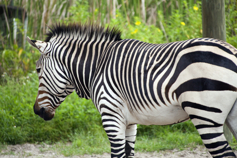 Mountain Zebra Animals World
