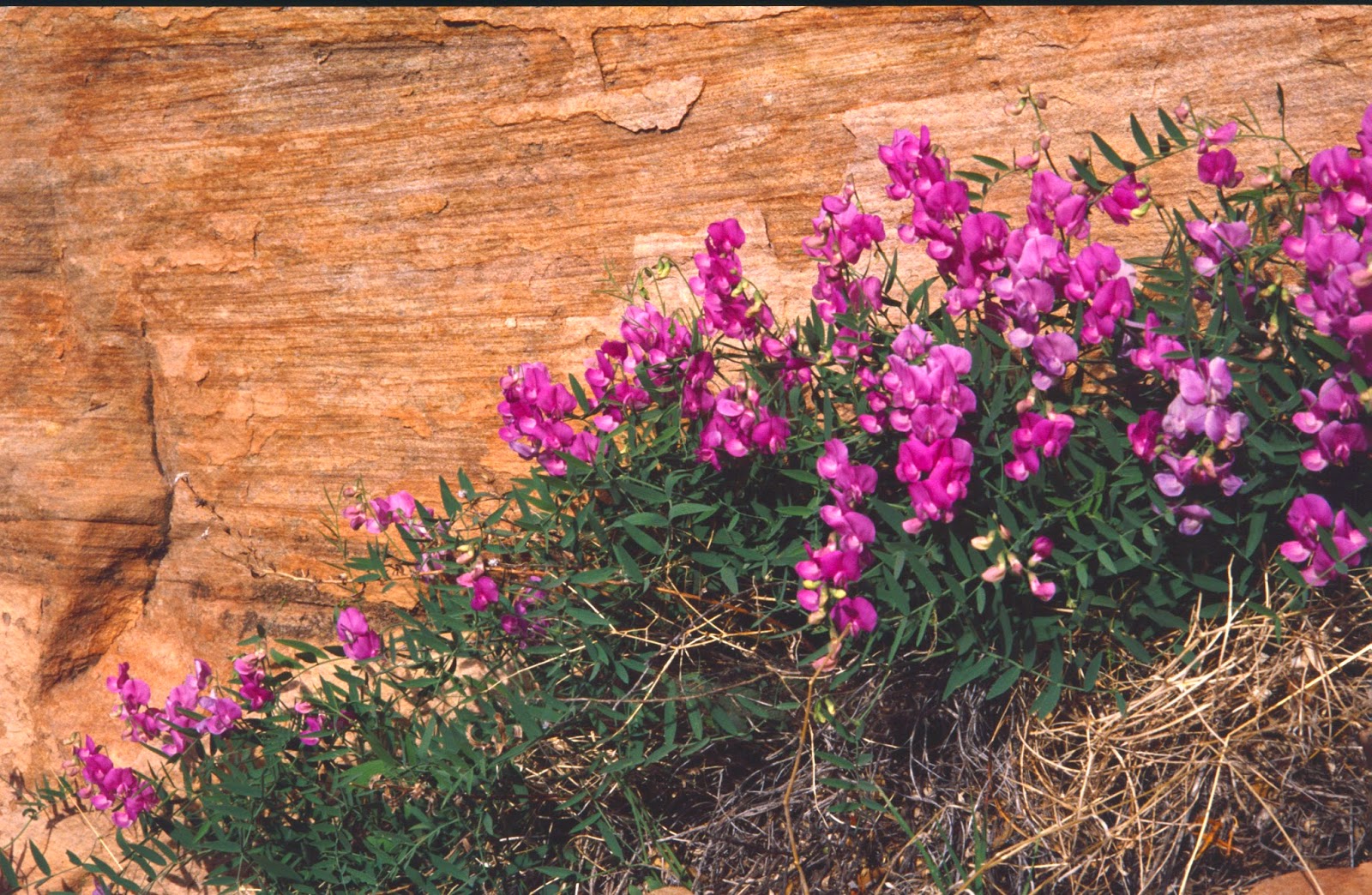 The Old Cowboy and Photography Wildflowers of Zion National Park