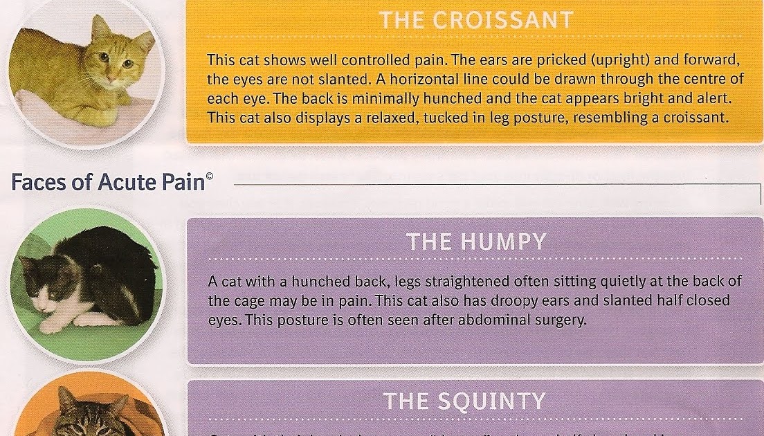 People for Animals of Saskatchewan Inc. Signs of Pain in Cats