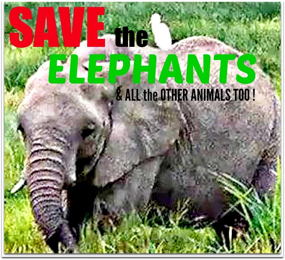 ,SAVE the ELEPHANTS,  (& RHINOS)  (& Tigers too )! 011215 
