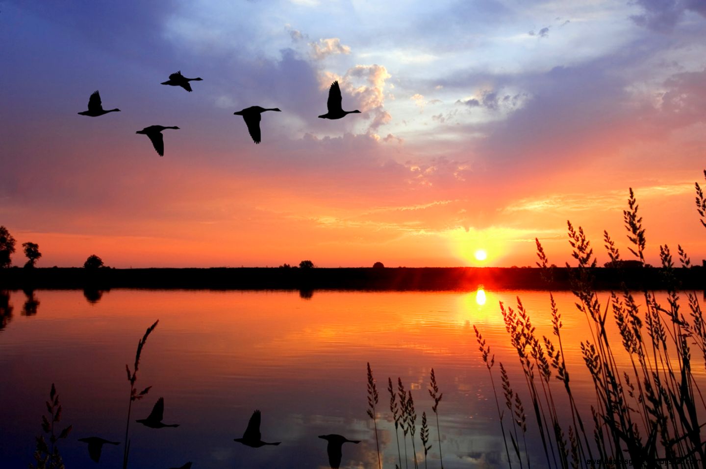 Wildlife Biology Colleges | Wallpapers Gallery