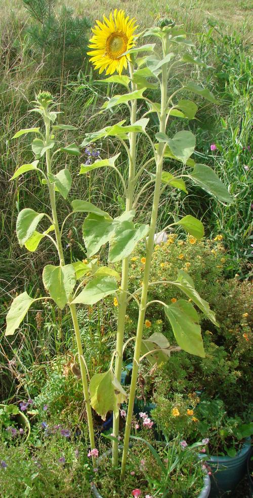 Inside the icehouse So why are birds better at growing sunflowers than