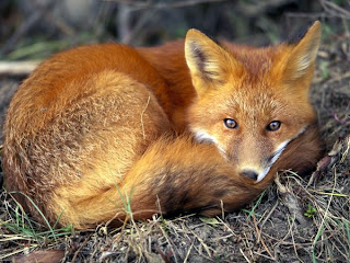 fox animal wallpaper rubah red gold species dog fox animal wallpaper rubah red gold species dog