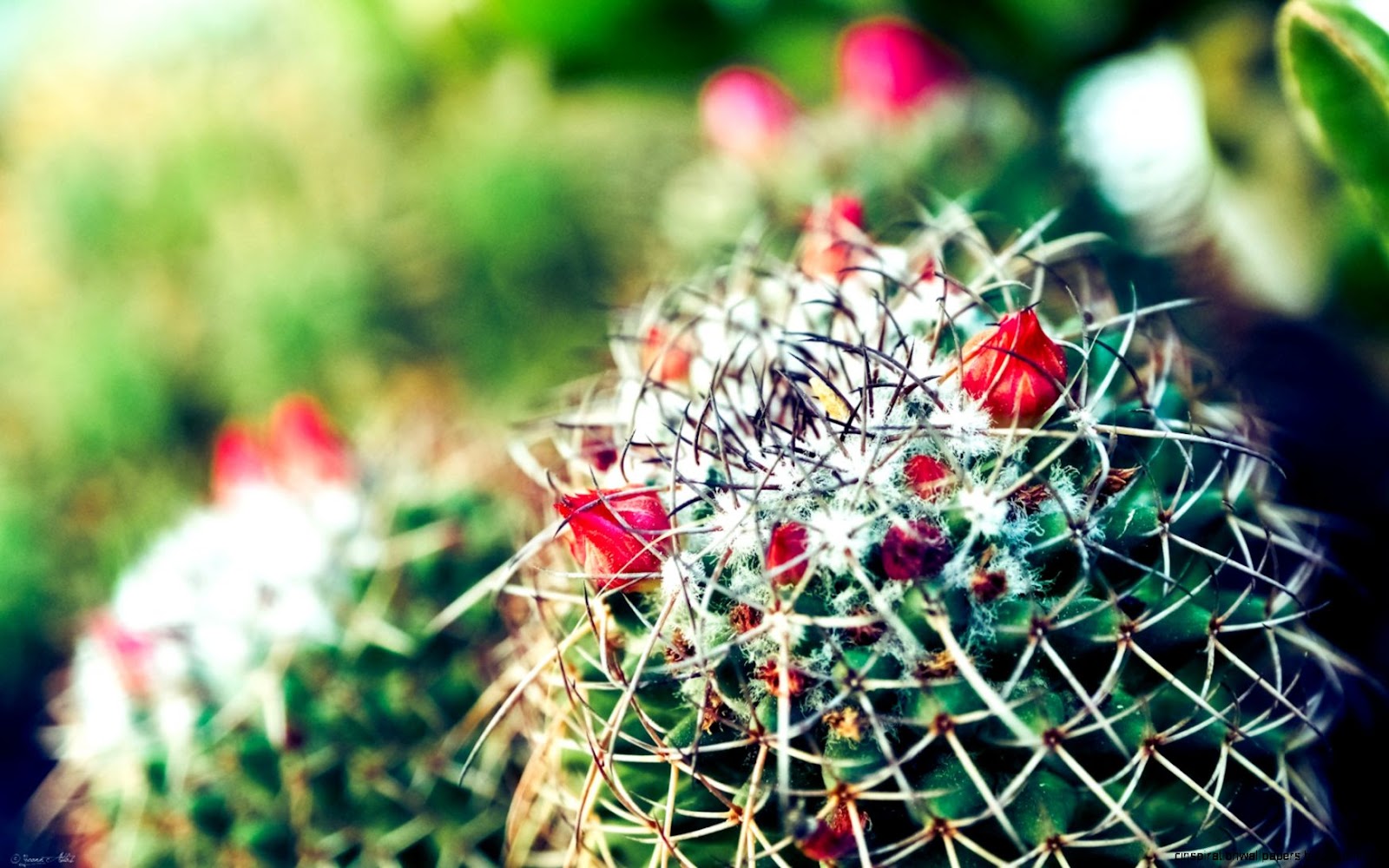 Cactus Flower Desktop Wallpaper Cactus Flower Desktop Wallpaper