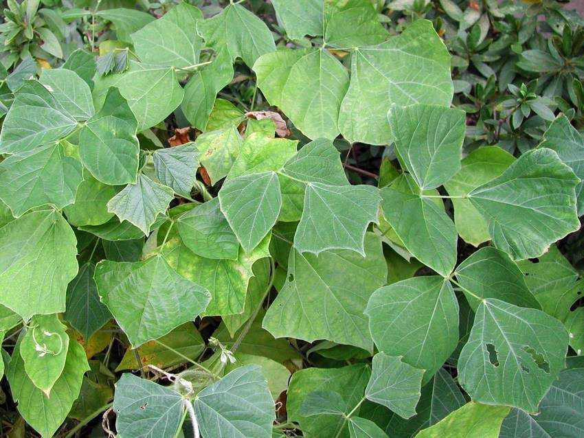 Semillas Axtli Jícama de agua