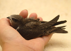 If you find a grounded Swift