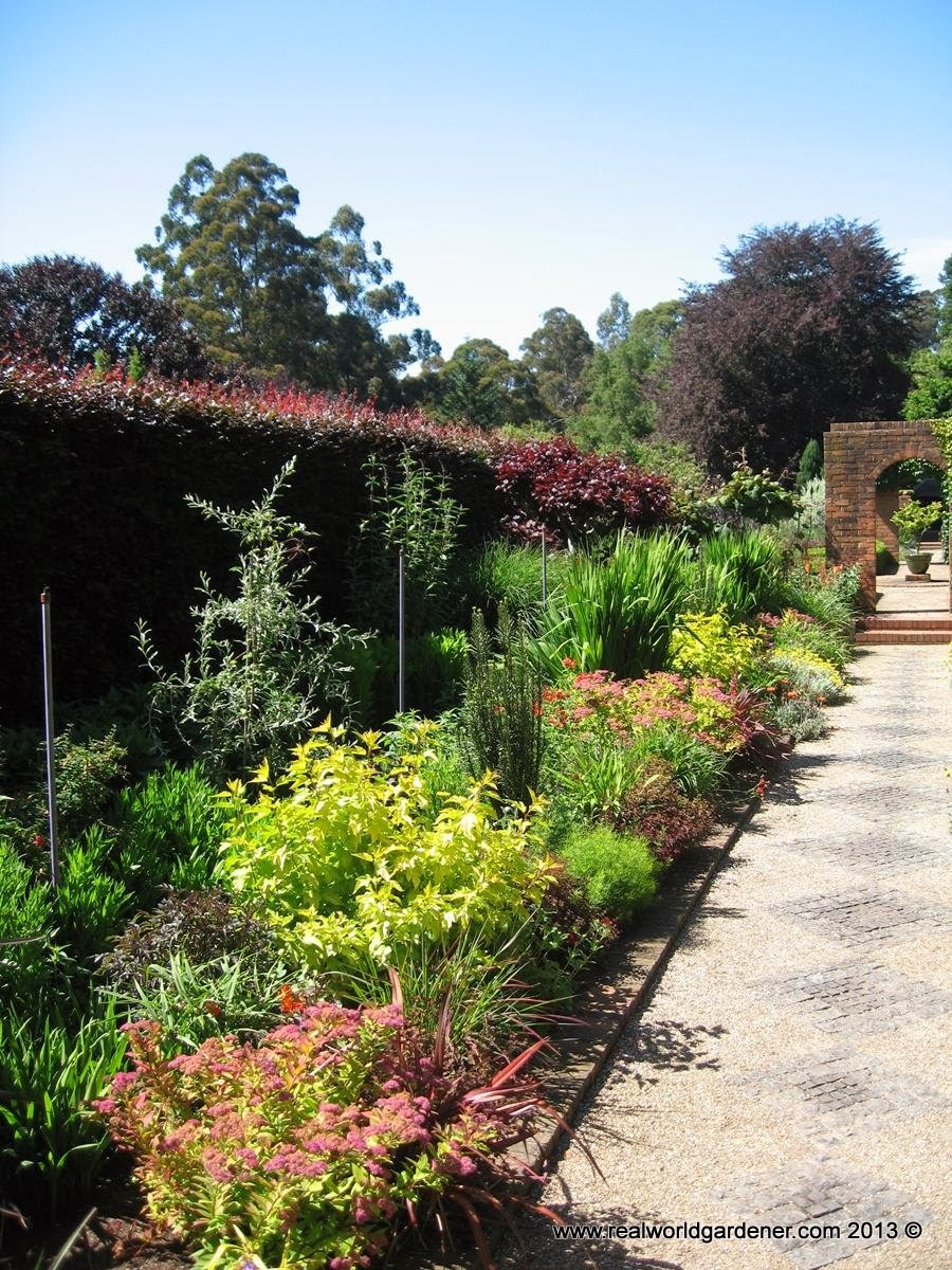 Rhododendron Flammeum Oconee Azalea Care And Culture