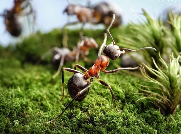 Ants Activities by Andrey Pavlov