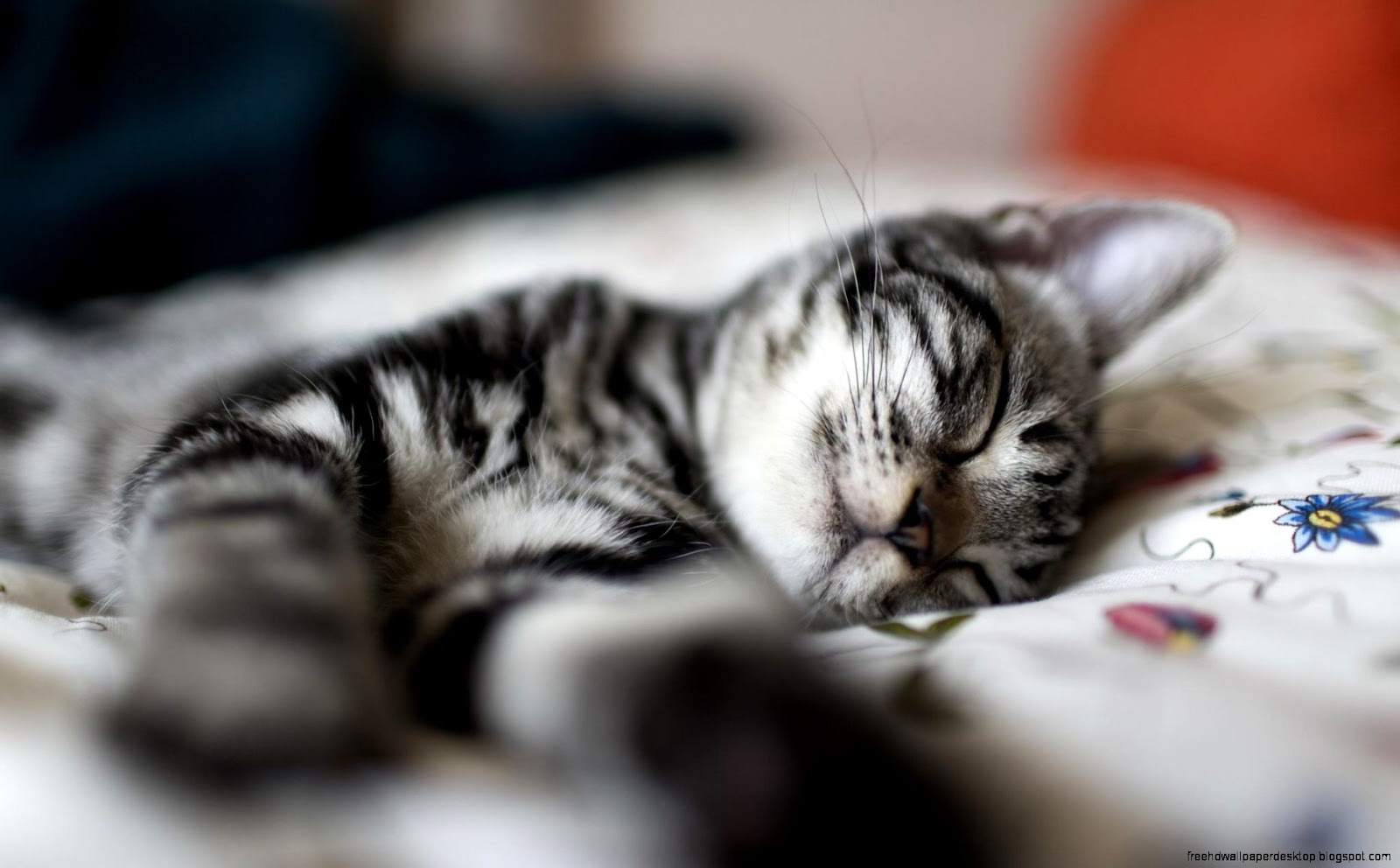 Sweet Dreams Photography Kitty Sleeping Cat hd wallpaper 1593994 Sweet Dreams Photography Kitty Sleeping Cat hd wallpaper 1593994