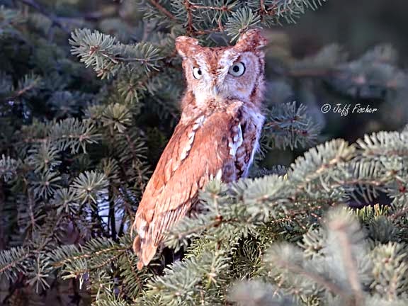 Eastern Screech-Owl Red