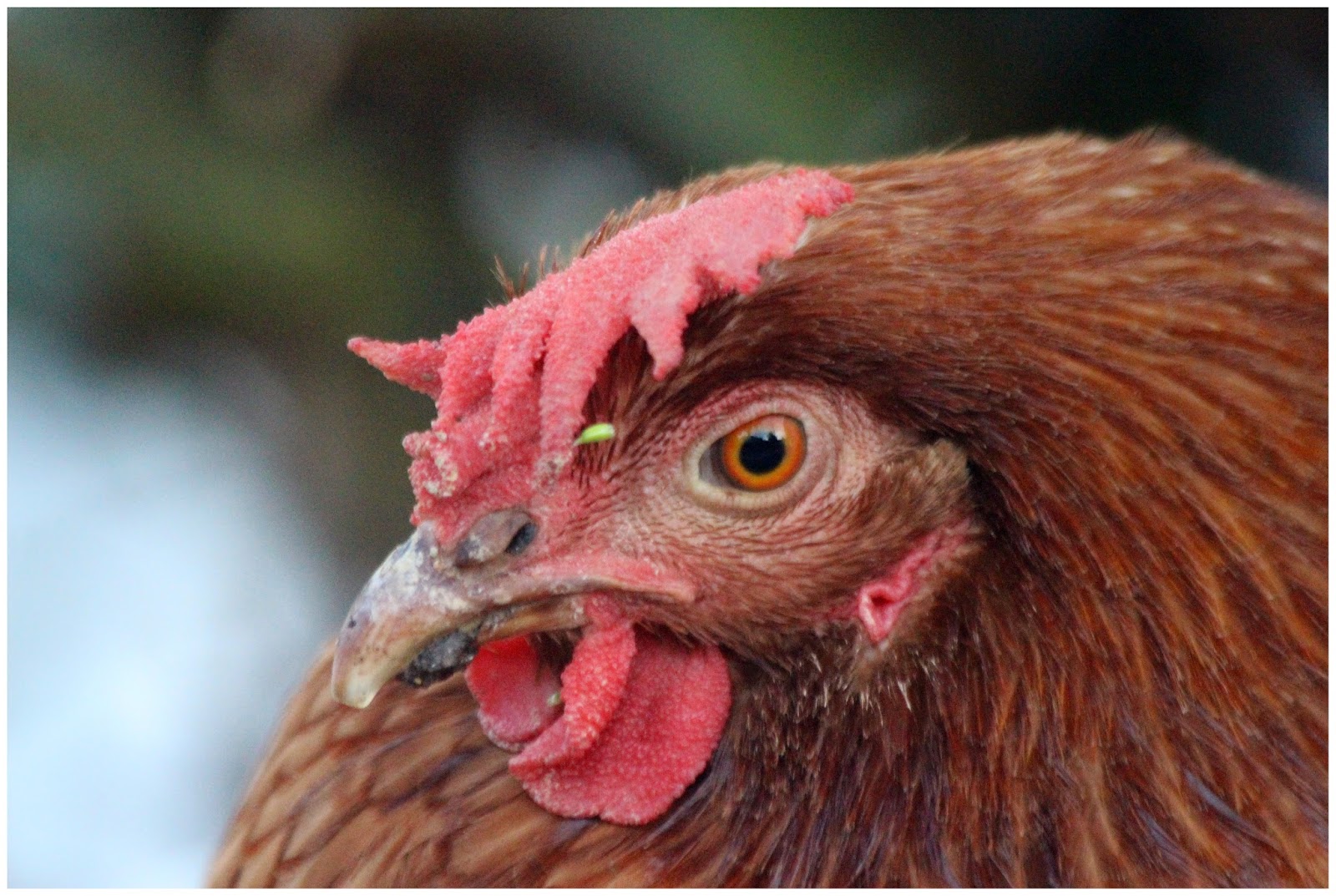 Susan snaps a project 365 June 10. Day 161. Playing chicken