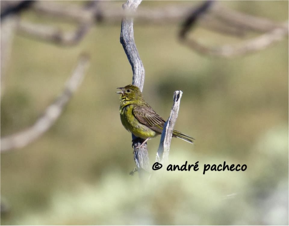 André Pacheco Aroeira: Fêmea de Sicalis citrina vocalizando (canário rasteiro) André Pacheco Aroeira: Fêmea de Sicalis citrina vocalizando (canário rasteiro)