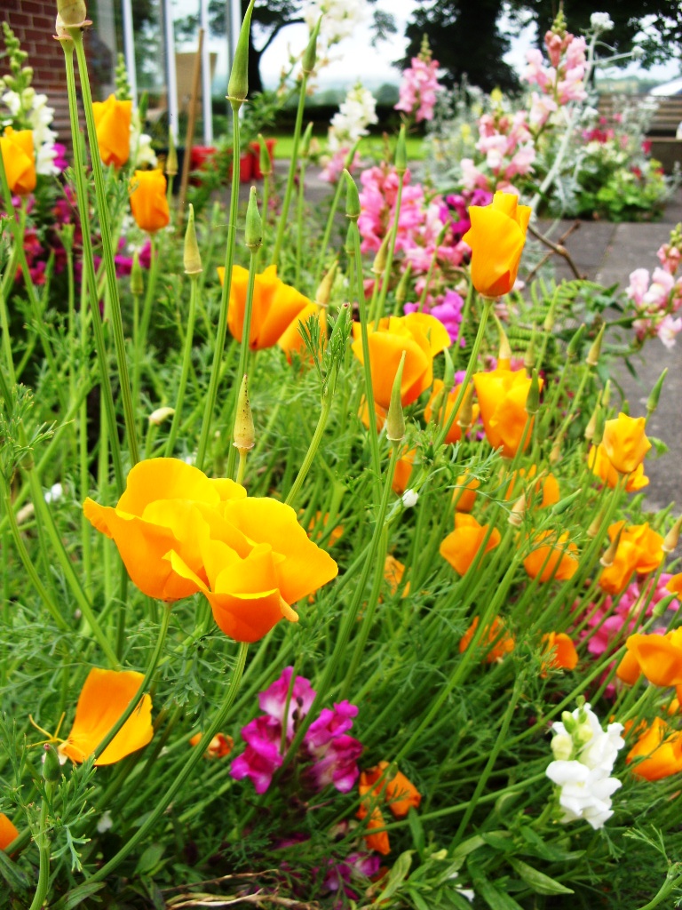 Kelli's Northern Ireland Garden End of June Flower Show