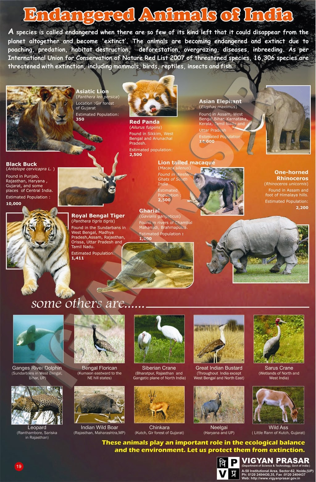Endangered Species Essay