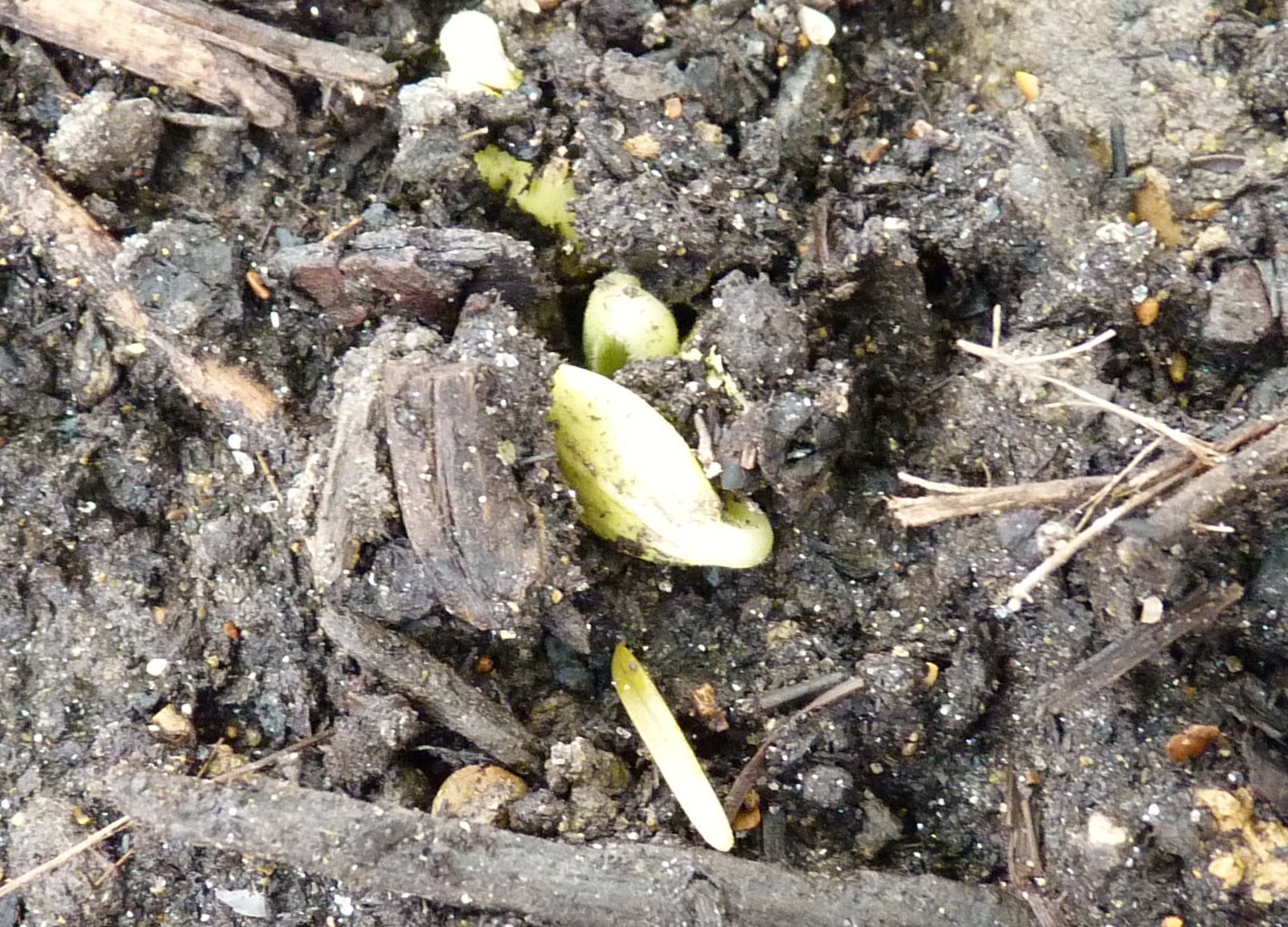 Squash Sprouts