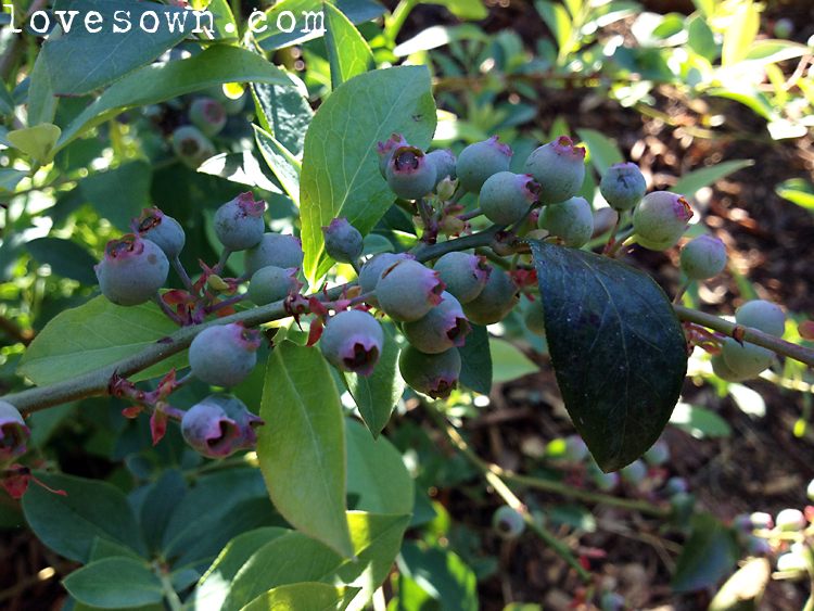 North Carolina Gun Owners Edible Plants