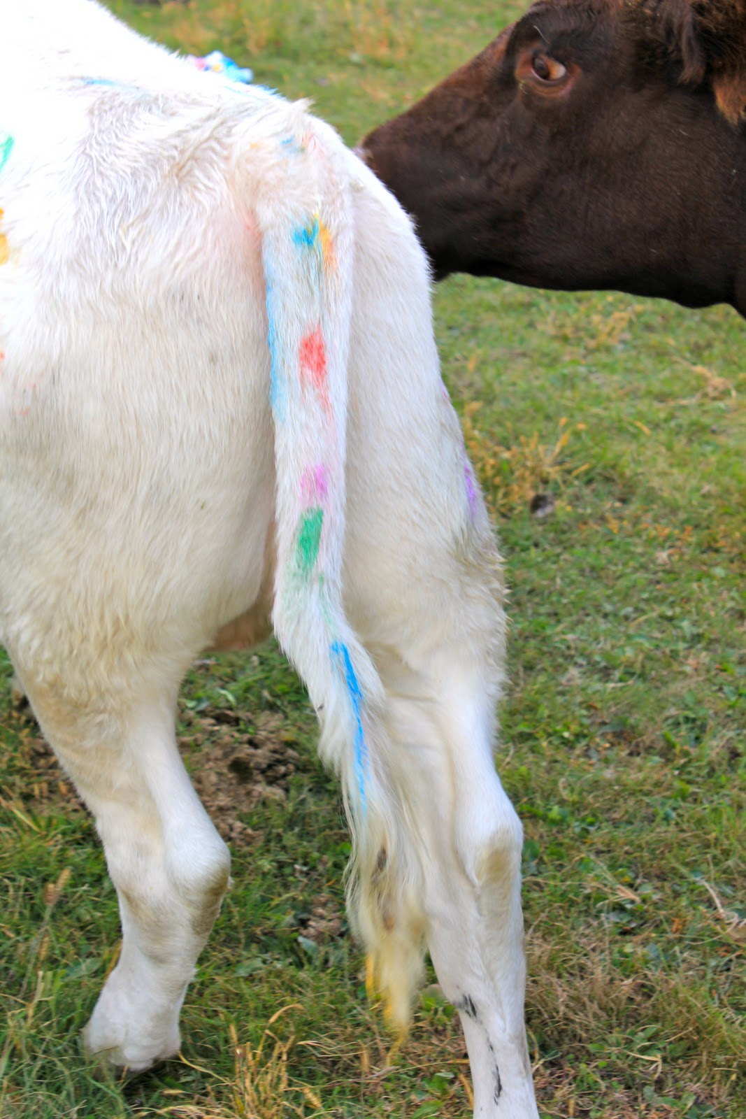 Squash Blossom Farm Celebration of Cows