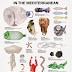 Care sunt noile specii marine periculoase- via Visually?