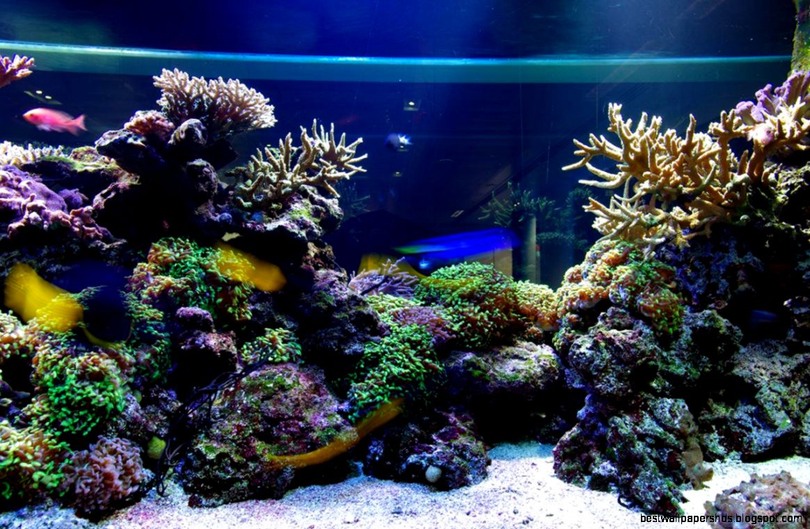 Aquarium Live Wallpaper Android Apps on Google Play Aquarium Live Wallpaper Android Apps on Google Play