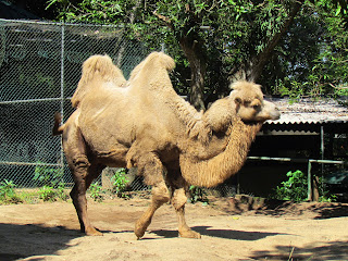 Kameel Colombo Zoo is opgericht in 1936, een van de oudste dierentuinen van Azië trekt jaarlijks 1,5 miljoen bezoekers naar de National Zoological Gardens.