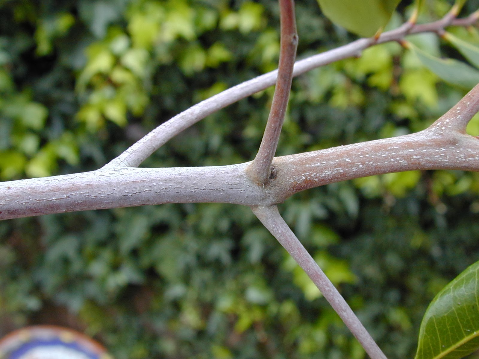 Trees of Santa Cruz County Cupaniopsis anacardioides Carrotwood tree